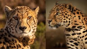 adn24 ghepardo o leopardo quali sono le differenze