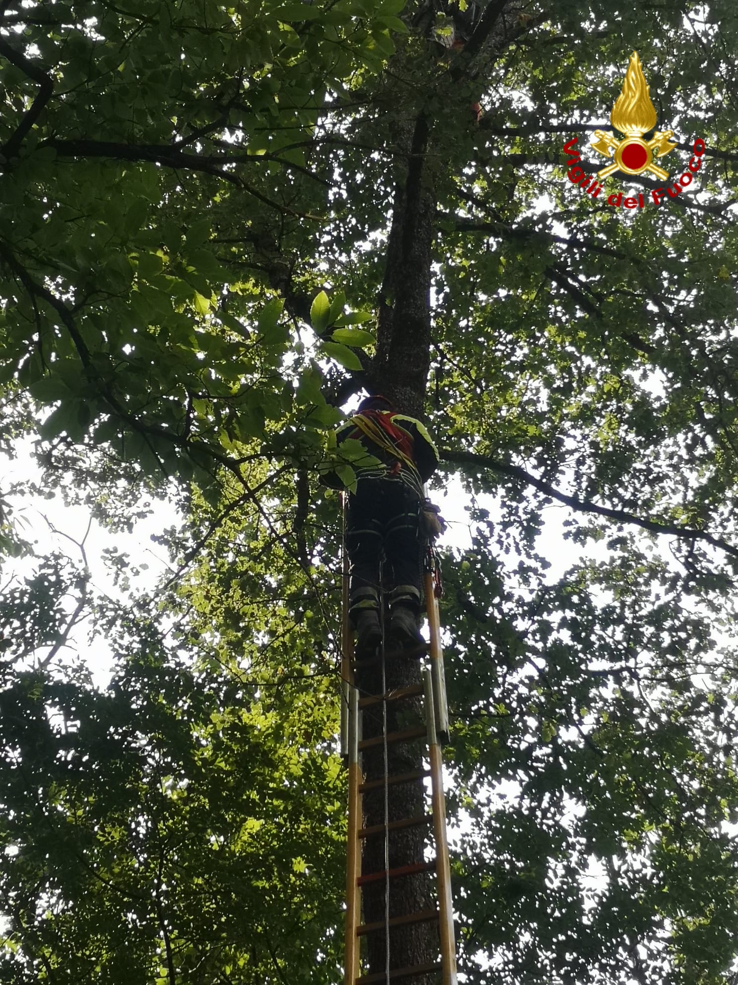 adn24 chiavari | intervento dei vigili del fuoco per salvare una parapendista intrappolata su un albero a orero