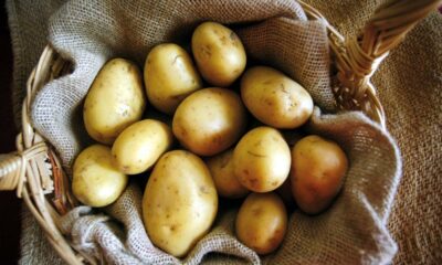 adn24 siccità | dimezzata la produzione di patate di montagna in toscana