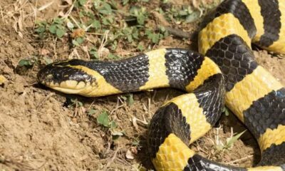 adn24 e se venissi morso da un serpente come agisce sulluomo il veleno