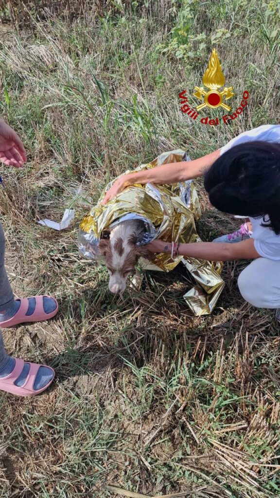 adn24 deruta pg | salvato un cane caduto in un pozzo