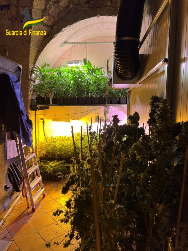 adn24 canosa di puglia bat | maxi sequestro di cannabis illegale scoperta piantagione con thc oltre i limiti