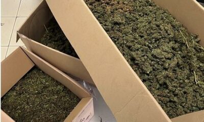 adn24 vicenza | scoperto laboratorio di marijuana sequestrati 90 kg di droga