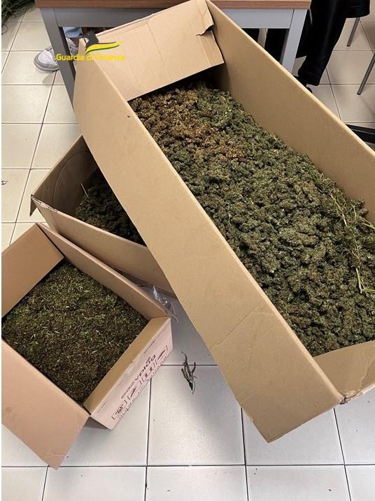 adn24 vicenza | scoperto laboratorio di marijuana sequestrati 90 kg di droga