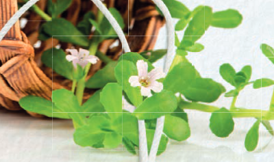 adn24 riscopri la tua mente i benefici della bacopa per memoria e concentrazione