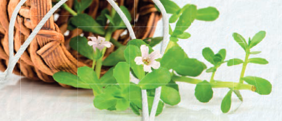 adn24 riscopri la tua mente i benefici della bacopa per memoria e concentrazione