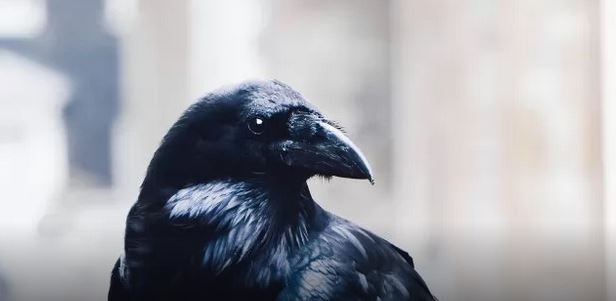 adn24 sai che un corvo bianco sorprende la british columbia