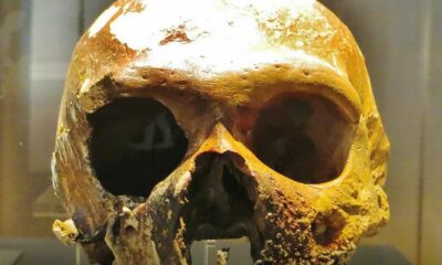 adn24 sai che i neanderthal erano intelligentissimi