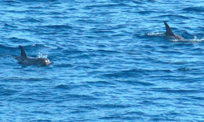 adn24 genova | il comportamento dei cetacei sotto osservazione sulla rotta genova barcellona tangeri