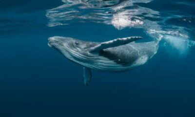 adn24 sai che le balene vengono scambiate per sottomarini