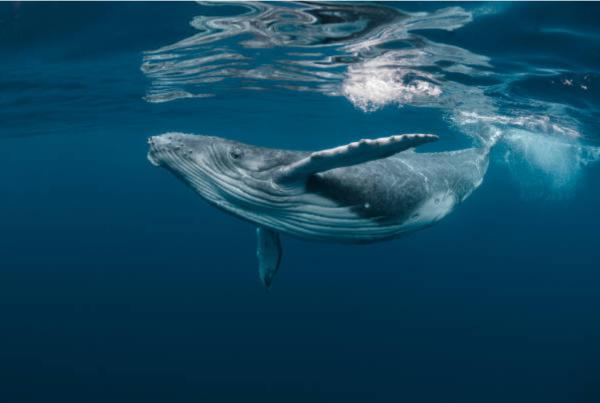 adn24 sai che le balene vengono scambiate per sottomarini