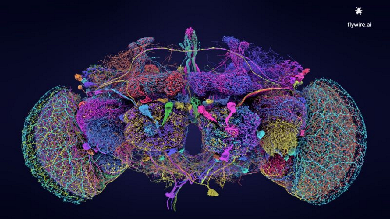 adn24 un traguardo epocale nelle neuroscienze mappato per la prima volta il cervello di un moscerino della frutta