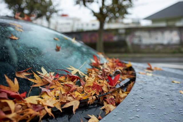 adn24 autunno e auto limportanza di rimuovere le foglie per preservare la vostra vettura