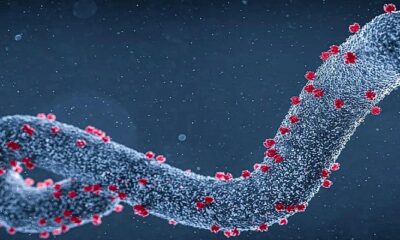 adn24 virus di marburg cresce lallerta in europa dopo un caso sospetto