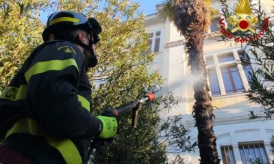 adn24 terni | incendio di una palma di fronte allistituto ipsia