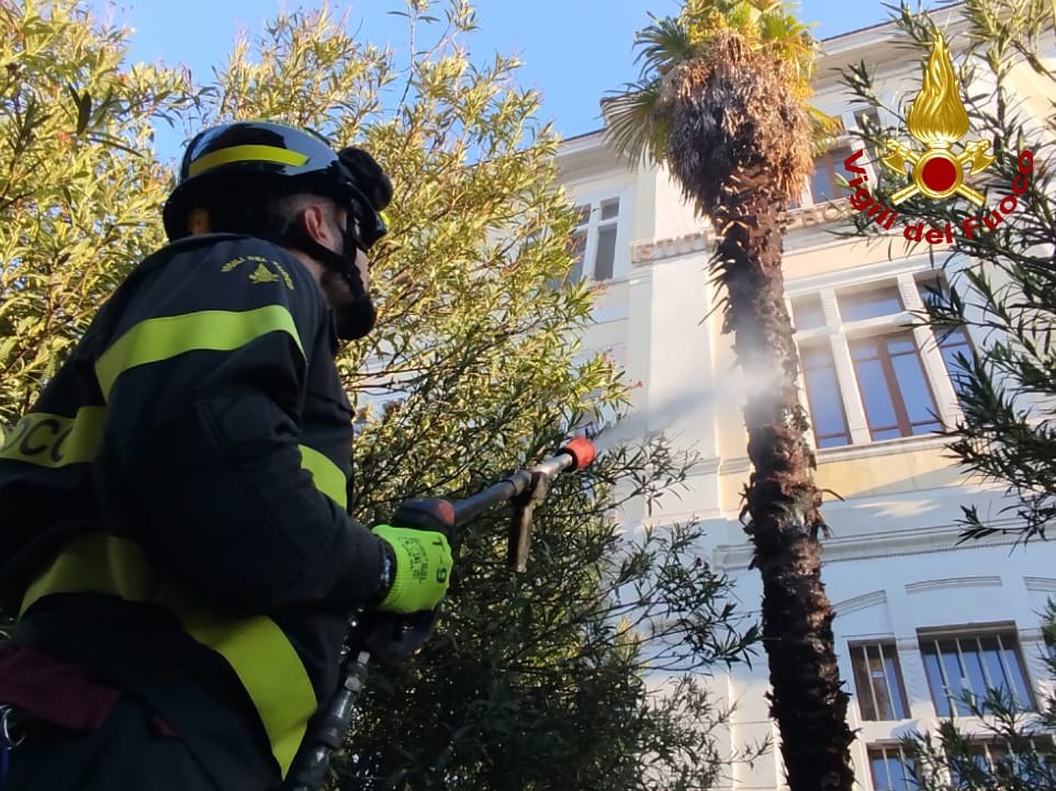 adn24 terni | incendio di una palma di fronte allistituto ipsia